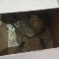 عروس هلندی جفت مولد