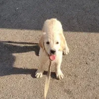 واگذاری توله گلدن رتریور / لابرادور رتریور|سگ|اصفهان, احمدآباد|دیوار