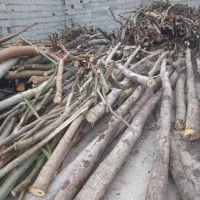 خرید چوب باغی|خدمات باغبانی و درختکاری|کردکوی, |دیوار