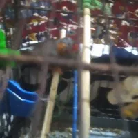 یک جفت فنچ نروماده|پرنده|قرچک, امین آباد|دیوار