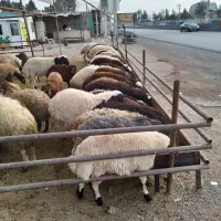 گوسفندزنده(دشت  مغان)
