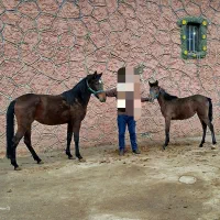 اسب مادیان کرد