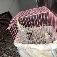 پرنده|پرنده|گلستان (تهران), |دیوار