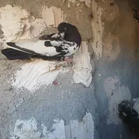 کفتر|پرنده|مشهد, مهدی آباد|دیوار