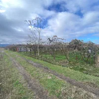 6-هزار-متر-باغ-کیوی-سند-تک-برگ-شهسوار