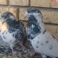 کفتر نروماده|پرنده|کاشان, آیت الله سعیدی|دیوار