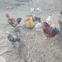 فروش مرغ و خروس محلی و برهما و گلین