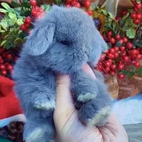 بچه خرگوش مینی لوپ رنگ بلو