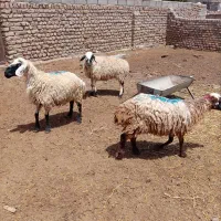 فروش سه عدد میش جوان