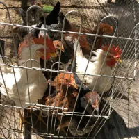 مرغ و خروس