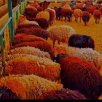 (کشتار ×قربانی گوسفند×زنده )جوآن قبراق نصفه گوشت