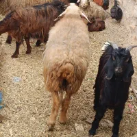 میش|حیوانات مزرعه|سیدان, |دیوار