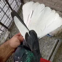کبوتر گمشده|پرنده|بندر ماهشهر, |دیوار