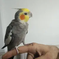 چهار عدد عروس هلندی سخنگو و بانمک