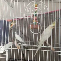 عروس هلندی|پرنده|جیرفت, |دیوار