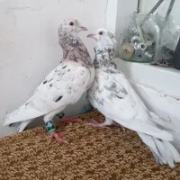 کبوتر|پرنده|سبزوار, قلعه‌نو دهزار|دیوار