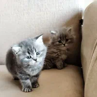 گربه بریتیش|گربه|رشت, گلسار|دیوار