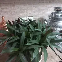 گل برگ بیدی