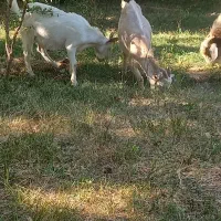 بز سانن نر فروشی