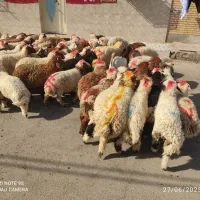 گوسفندوبره فروشی چاق چاق((همراه باقصاب رایگان))|حیوانات مزرعه|اهواز, اسلام آباد غربی|دیوار