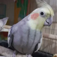 فروش یا تعویض عروس هلندی نر مست کارداده تضمینی