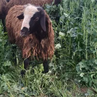 یک عدد بره نر دشتی چاق