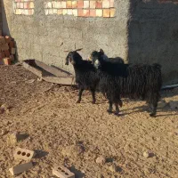 بز محلی و دورگ