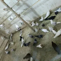 بارجدید|پرنده|دورود, |دیوار