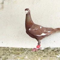 کبوتر پلاکی میولمنز