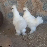جوجه