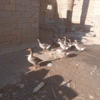 شادگان|حیوانات مزرعه|شادگان, |دیوار