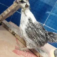 جوجه مرغ وخروس 1ماه