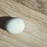 سنگ های زیبای کنار دریا|صنایع دستی و سایر لوازم تزئینی|تهران, شهرک آتی شهر|دیوار