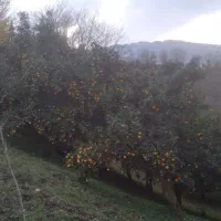 پرتغال محلی خونی عمده