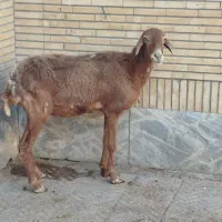 گوسفند داشتی