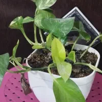 قلمه فیکوس|گل و گیاه طبیعی|میبد, |دیوار