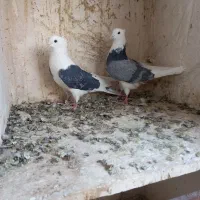 کبوتره پرشی خوش خال|پرنده|ساوه, |دیوار