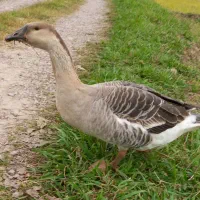 غاز قو|حیوانات مزرعه|رشت, بازار|دیوار