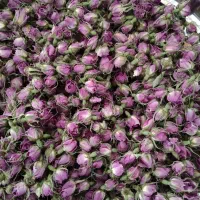 غنچه گل محمدی خوشبو و تازه
