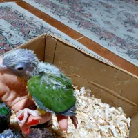 جوجه سرلاکی گرینچیک|پرنده|رشت, معلم|دیوار