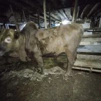 گاو نر جوان|حیوانات مزرعه|رستمآباد, |دیوار