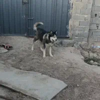 سگ هاسکی نر