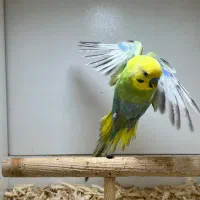 مرغ عشق رنگین کمانی نر|پرنده|گنبد کاووس, |دیوار