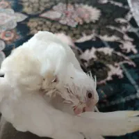 جوجه عروس هلندی آلبینو چشم شرابی|پرنده|قدس, شهر‌قدس|دیوار