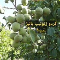 نهالستان مهندس قاسمی تولید کننده انواع نهال دیرگل