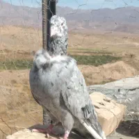 کفتر دمسفید