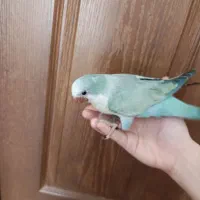 جوجه راهب تازه دون خور نرم خور
