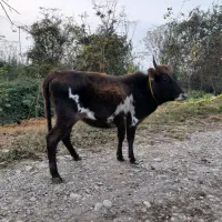 گاو ورزا کوله لیشه|حیوانات مزرعه|سنگر, |دیوار