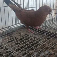 کبوترتاب ماده