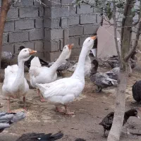 دو عدد قو غاز لیندا نر اصیل